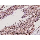 Anti-IKKγ (H81) Antibody from Bioworld Technology (BS1843) - Antibodies.com