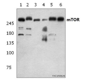 Anti-mTOR (S2442) Antibody from Bioworld Technology (BS1844) - Antibodies.com