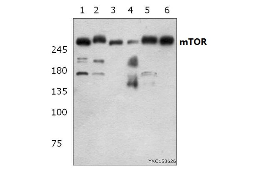 Anti-mTOR (S2442) Antibody from Bioworld Technology (BS1844) - Antibodies.com