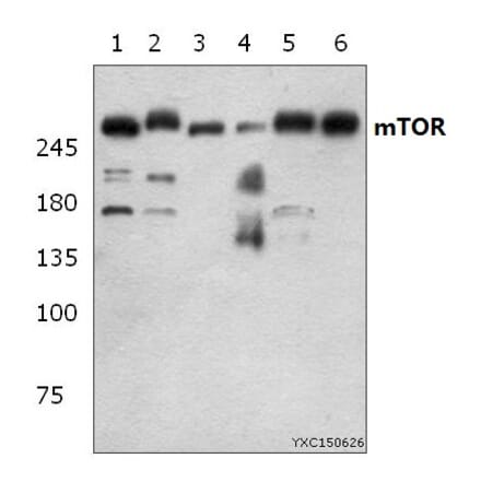 Anti-mTOR (S2442) Antibody from Bioworld Technology (BS1844) - Antibodies.com