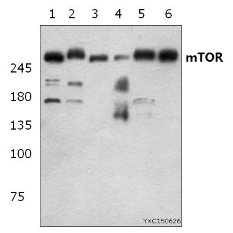Anti-mTOR (S2442) Antibody from Bioworld Technology (BS1844) - Antibodies.com