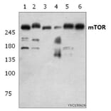 Anti-mTOR (S2442) Antibody from Bioworld Technology (BS1844) - Antibodies.com