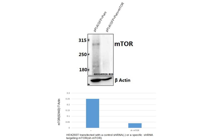 Anti-mTOR (S2442) Antibody from Bioworld Technology (BS1844) - Antibodies.com