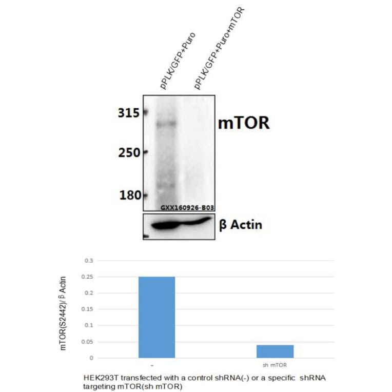 Anti-mTOR (S2442) Antibody from Bioworld Technology (BS1844) - Antibodies.com