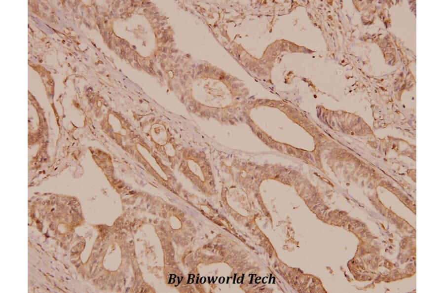Anti-mTOR (S2442) Antibody from Bioworld Technology (BS1844) - Antibodies.com