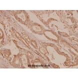 Anti-mTOR (S2442) Antibody from Bioworld Technology (BS1844) - Antibodies.com