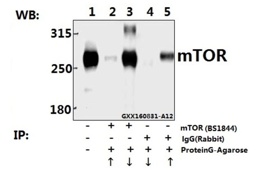 Anti-mTOR (S2442) Antibody from Bioworld Technology (BS1844) - Antibodies.com