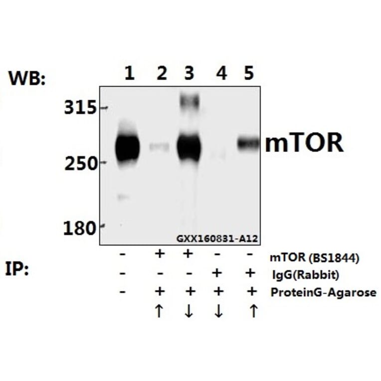 Anti-mTOR (S2442) Antibody from Bioworld Technology (BS1844) - Antibodies.com