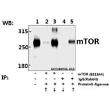 Anti-mTOR (S2442) Antibody from Bioworld Technology (BS1844) - Antibodies.com