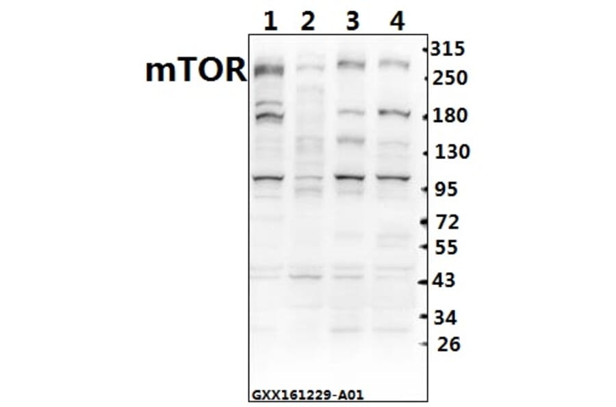 Anti-mTOR (S2442) Antibody from Bioworld Technology (BS1844) - Antibodies.com