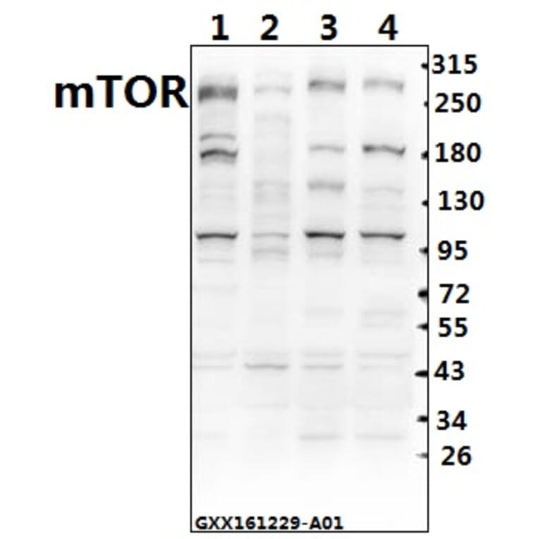 Anti-mTOR (S2442) Antibody from Bioworld Technology (BS1844) - Antibodies.com