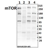 Anti-mTOR (S2442) Antibody from Bioworld Technology (BS1844) - Antibodies.com