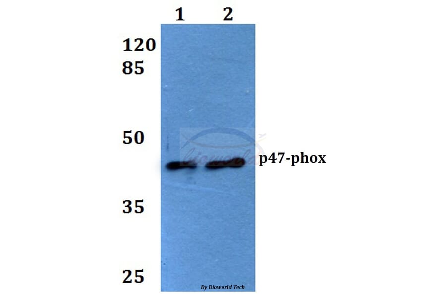 Anti-p47-phox (P300) Antibody from Bioworld Technology (BS1846) - Antibodies.com
