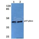 Anti-p47-phox (P300) Antibody from Bioworld Technology (BS1846) - Antibodies.com