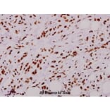 Anti-p47-phox (P300) Antibody from Bioworld Technology (BS1846) - Antibodies.com