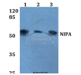 Anti-NIPA (S350) Antibody from Bioworld Technology (BS1847) - Antibodies.com