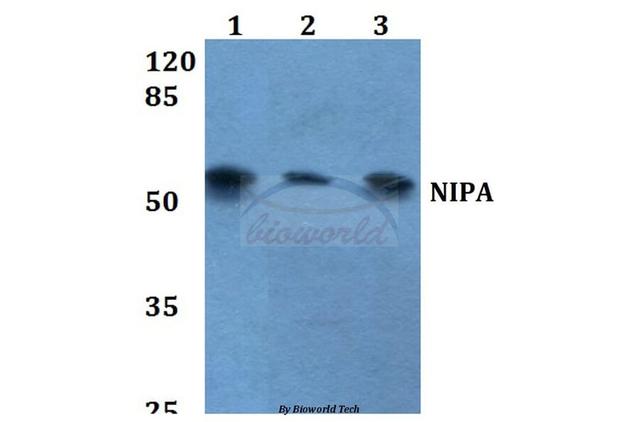 Anti-NIPA (S350) Antibody from Bioworld Technology (BS1847) - Antibodies.com