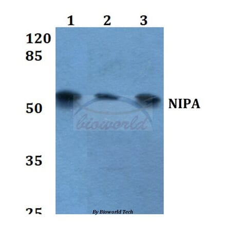 Anti-NIPA (S350) Antibody from Bioworld Technology (BS1847) - Antibodies.com