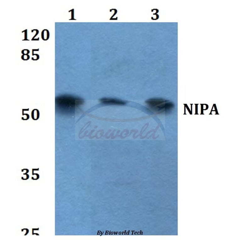 Anti-NIPA (S350) Antibody from Bioworld Technology (BS1847) - Antibodies.com
