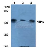 Anti-NIPA (S350) Antibody from Bioworld Technology (BS1847) - Antibodies.com