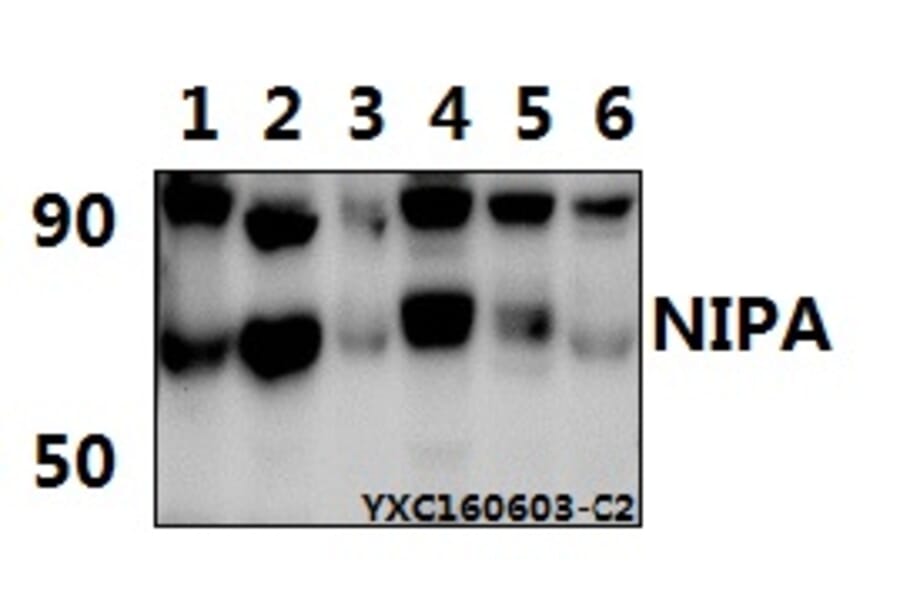Anti-NIPA (S350) Antibody from Bioworld Technology (BS1847) - Antibodies.com