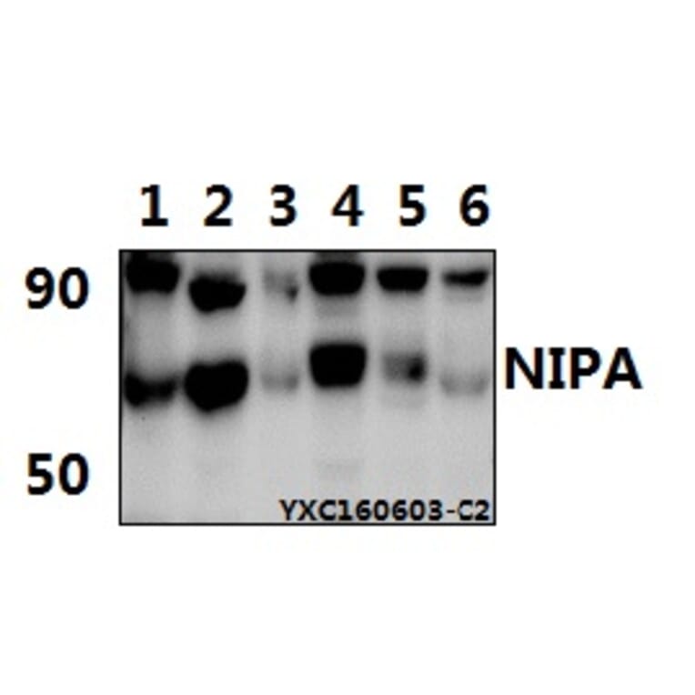 Anti-NIPA (S350) Antibody from Bioworld Technology (BS1847) - Antibodies.com