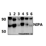 Anti-NIPA (S350) Antibody from Bioworld Technology (BS1847) - Antibodies.com