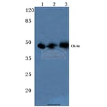 Anti-Casein Kinase Iα (Q317) Antibody from Bioworld Technology (BS1849) - Antibodies.com