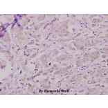 Anti-Casein Kinase Iα (Q317) Antibody from Bioworld Technology (BS1849) - Antibodies.com