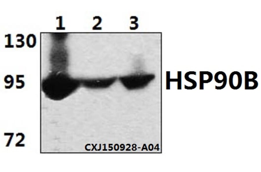 Anti-HSP90B (E222) Antibody from Bioworld Technology (BS1851) - Antibodies.com