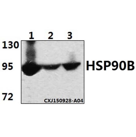 Anti-HSP90B (E222) Antibody from Bioworld Technology (BS1851) - Antibodies.com
