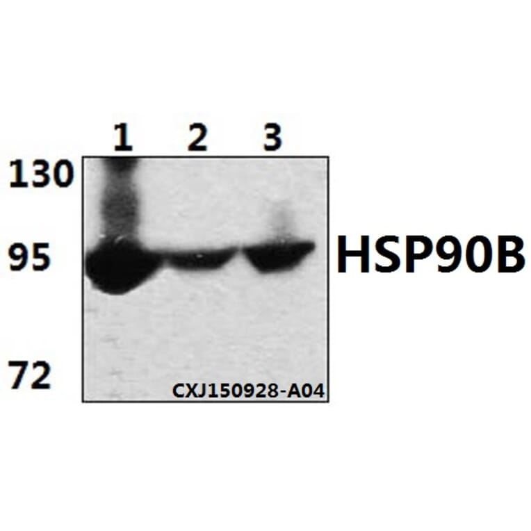 Anti-HSP90B (E222) Antibody from Bioworld Technology (BS1851) - Antibodies.com