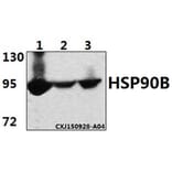 Anti-HSP90B (E222) Antibody from Bioworld Technology (BS1851) - Antibodies.com