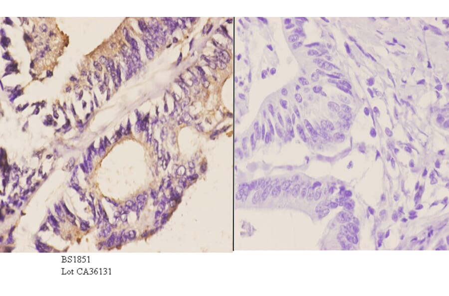 Anti-HSP90B (E222) Antibody from Bioworld Technology (BS1851) - Antibodies.com