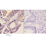 Anti-HSP90B (E222) Antibody from Bioworld Technology (BS1851) - Antibodies.com