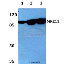 Anti-MRE11 (L260) Antibody from Bioworld Technology (BS1852) - Antibodies.com