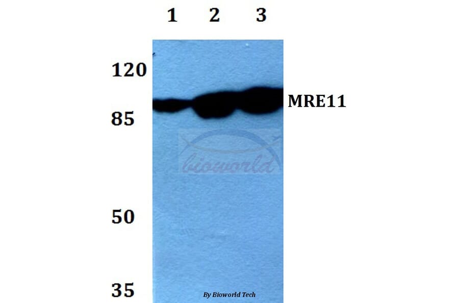 Anti-MRE11 (L260) Antibody from Bioworld Technology (BS1852) - Antibodies.com