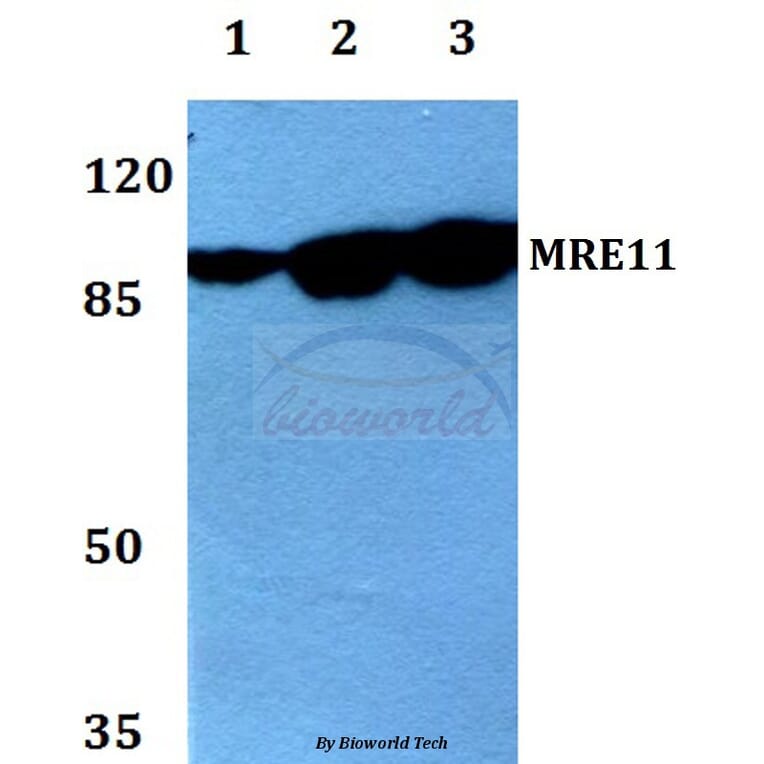 Anti-MRE11 (L260) Antibody from Bioworld Technology (BS1852) - Antibodies.com