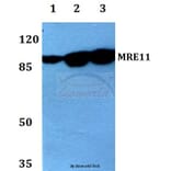 Anti-MRE11 (L260) Antibody from Bioworld Technology (BS1852) - Antibodies.com