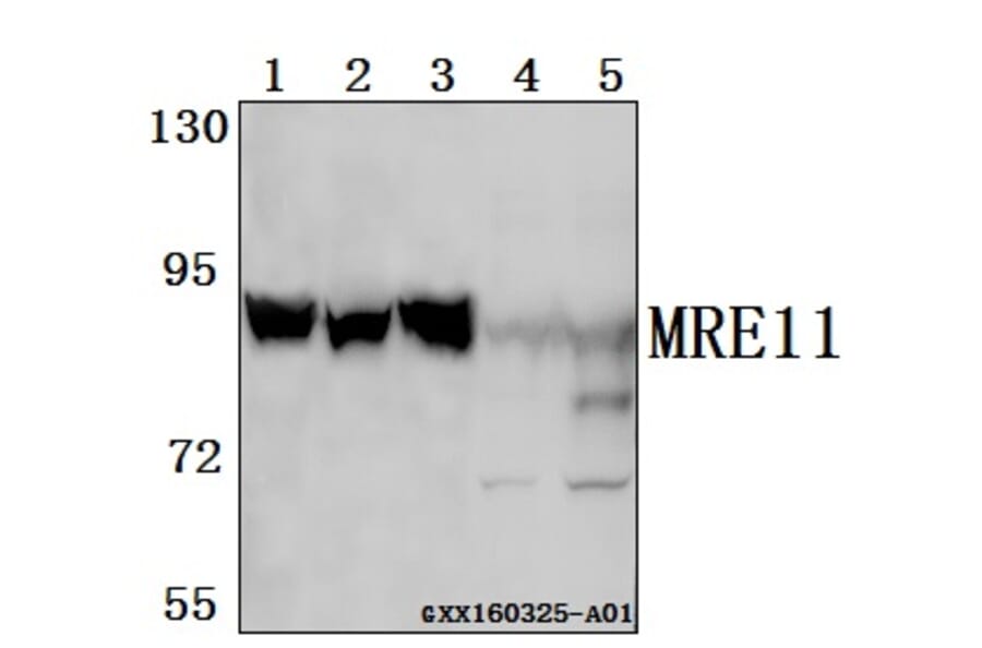 Anti-MRE11 (L260) Antibody from Bioworld Technology (BS1852) - Antibodies.com
