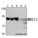Anti-MRE11 (L260) Antibody from Bioworld Technology (BS1852) - Antibodies.com