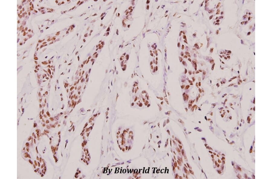 Anti-MRE11 (L260) Antibody from Bioworld Technology (BS1852) - Antibodies.com