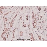 Anti-MRE11 (L260) Antibody from Bioworld Technology (BS1852) - Antibodies.com