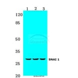 Anti-SNAI 1 (A242) Antibody from Bioworld Technology (BS1853) - Antibodies.com