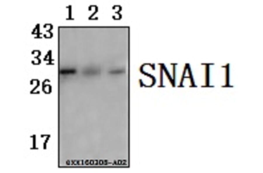 Anti-SNAI 1 (A242) Antibody from Bioworld Technology (BS1853) - Antibodies.com