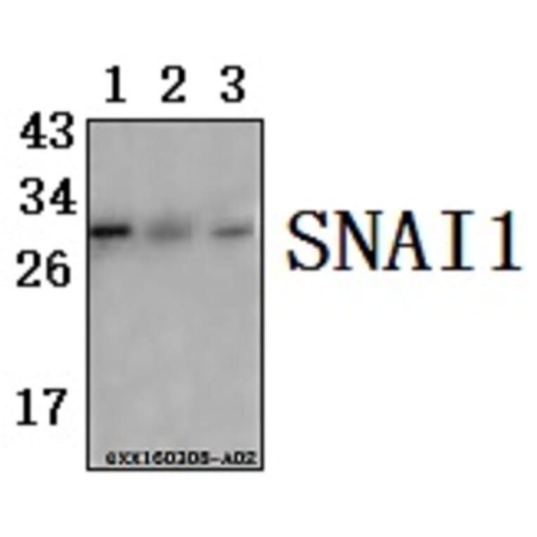 Anti-SNAI 1 (A242) Antibody from Bioworld Technology (BS1853) - Antibodies.com