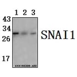 Anti-SNAI 1 (A242) Antibody from Bioworld Technology (BS1853) - Antibodies.com