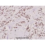 Anti-SNAI 1 (A242) Antibody from Bioworld Technology (BS1853) - Antibodies.com