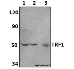 Anti-TRF1 (L215) Antibody from Bioworld Technology (BS1854) - Antibodies.com