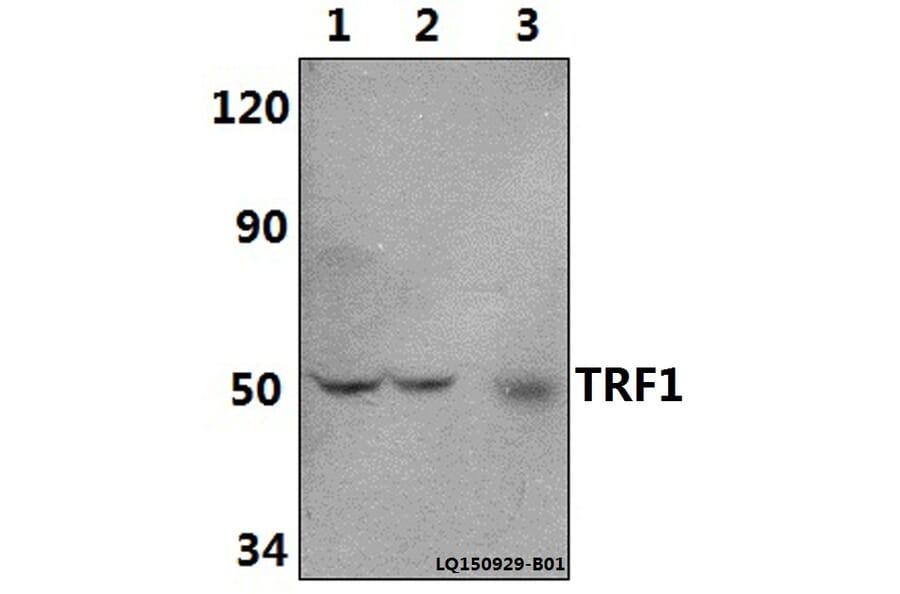 Anti-TRF1 (L215) Antibody from Bioworld Technology (BS1854) - Antibodies.com